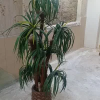 گلدان با درخت برگ آناناس زیبا و سالم و 1گلدان چینی