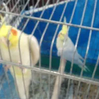 عروس هلندی|پرنده|اصفهان, بابوکان|دیوار