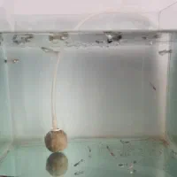 بچه ماهی کوپی و مولد