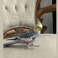 گمشده عروس هلندی محدوده خلیج فارس شماره دو