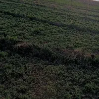 فروش زمین در روستای حاصل قوبی افشار