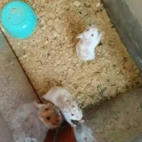 سه عدد همستر کمپل بانمک