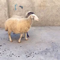 دوراس شک داشتی