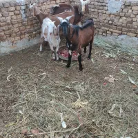 بز وکره چپش فروشی