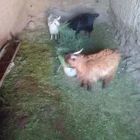 کره نر|حیوانات مزرعه|نگار, |دیوار