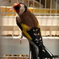 سهره بستان آباد