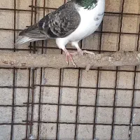 یک عدد کبوتر بدرنگ سرکه ای