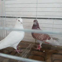 10 عدد کبوتر غریبگیری همه باهم یک میلیون دیویست