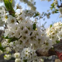 باغچه 650 متری ماهدشت فروش فوری|فروش زمین و ملک کلنگی|ماهدشت, |دیوار