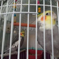 عروس هلندی ابلغ و سیامون|پرنده|تربتحیدریه, حاجی یار|دیوار