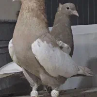 سینه سیاه زرد سوسنی سبز تافته ای کارتونی سرخدمسفید|پرنده|مرودشت, پشت سایپا‎|دیوار