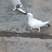 کبوتر بلژیکی