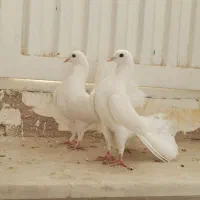 کبوتر دم چتری|پرنده|قم, ولیعصر|دیوار