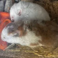 همستر های سوری ماده