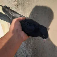 کفتر|پرنده|ششطراز, |دیوار