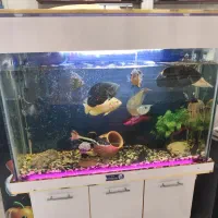 آکواریم 10میل