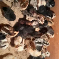 جوجه محلی اصل بهترین نژاد برا فروش