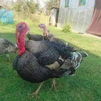 بوقلمون نر حدودا دوساله