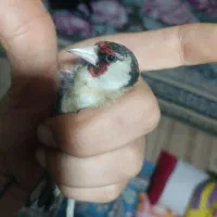 سهره دورگ ذاغ ماده