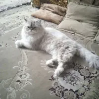 دو عدد گربه نر و ماده پرشین خشکل عروسک