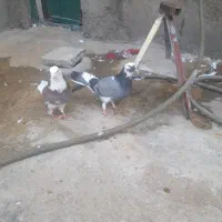 کبوتر شازده سبز|پرنده|شاهین دژ, |دیوار