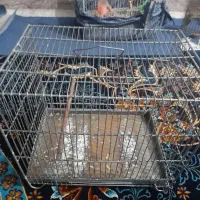 مرغ عشق مولد|پرنده|اندیمشک, |دیوار