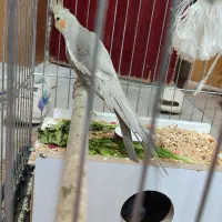 عروس هلندی مولد