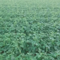 فروش کاه لوبیا درجه یک