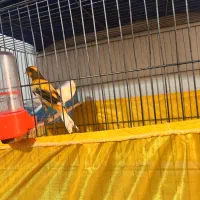 دو جفت قناری  دم تخم