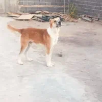 واگذاری، سگ سراب|سگ|اشتهارد, |دیوار