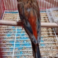 قناری نر سرخ سوخته