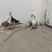 نر و ماده اصفهانی|پرنده|بروجرد, |دیوار