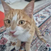 گربه نارنجی