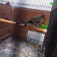 سهره قناری|پرنده|شیراز, کفترک|دیوار