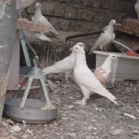 کبوتر(کفتر) سفید پاپری کاکل دار سالم و جوان|پرنده|قم, بنیاد|دیوار
