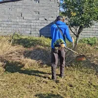 حیاط سازی هرس و قطع درخت علفتراشی