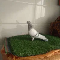 ماده سوسنی|پرنده|زرقان, |دیوار