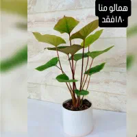 گل گیاه|گل و گیاه طبیعی|قرچک, پویینک|دیوار