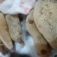 عسل طبیعی باشاخه حدود40کیلودارم