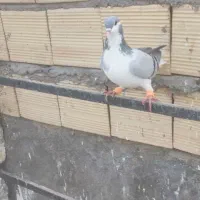 کبوتربدرنگ|پرنده|بوئین زهرا, |دیوار