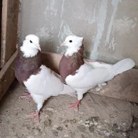 یه جفت طوقی قرمز