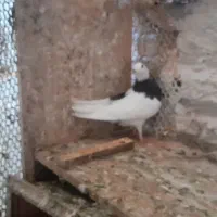 کبوتر طوقی|پرنده|مشهد, عبادی|دیوار