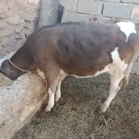 گاو گاو داری|حیوانات مزرعه|انزل, |دیوار