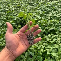 نشا گوجه متین|خدمات باغبانی و درختکاری|شیراز, گل سرخ|دیوار