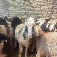 گوسفند زنده410ت|حیوانات مزرعه|یزد, |دیوار