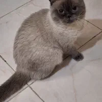 پت خونگی|گربه|شاندیز, |دیوار