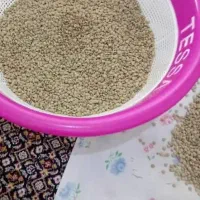 حبوبات