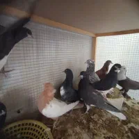 9 عدد جوجه بوم ندیده قیمت تماس بگیرید