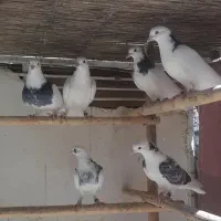 کفترجوجه اصیل دولاب
