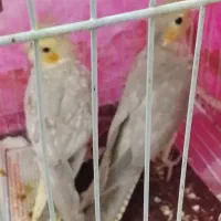 جوجه عروس هلندی